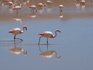 Flamingos in der Laguna Edionda