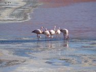Flamingos in der Laguna Colorada